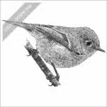 Ruby-Crowned Kinglet black and white stock art drawing