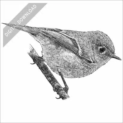 Ruby-Crowned Kinglet black and white stock art drawing