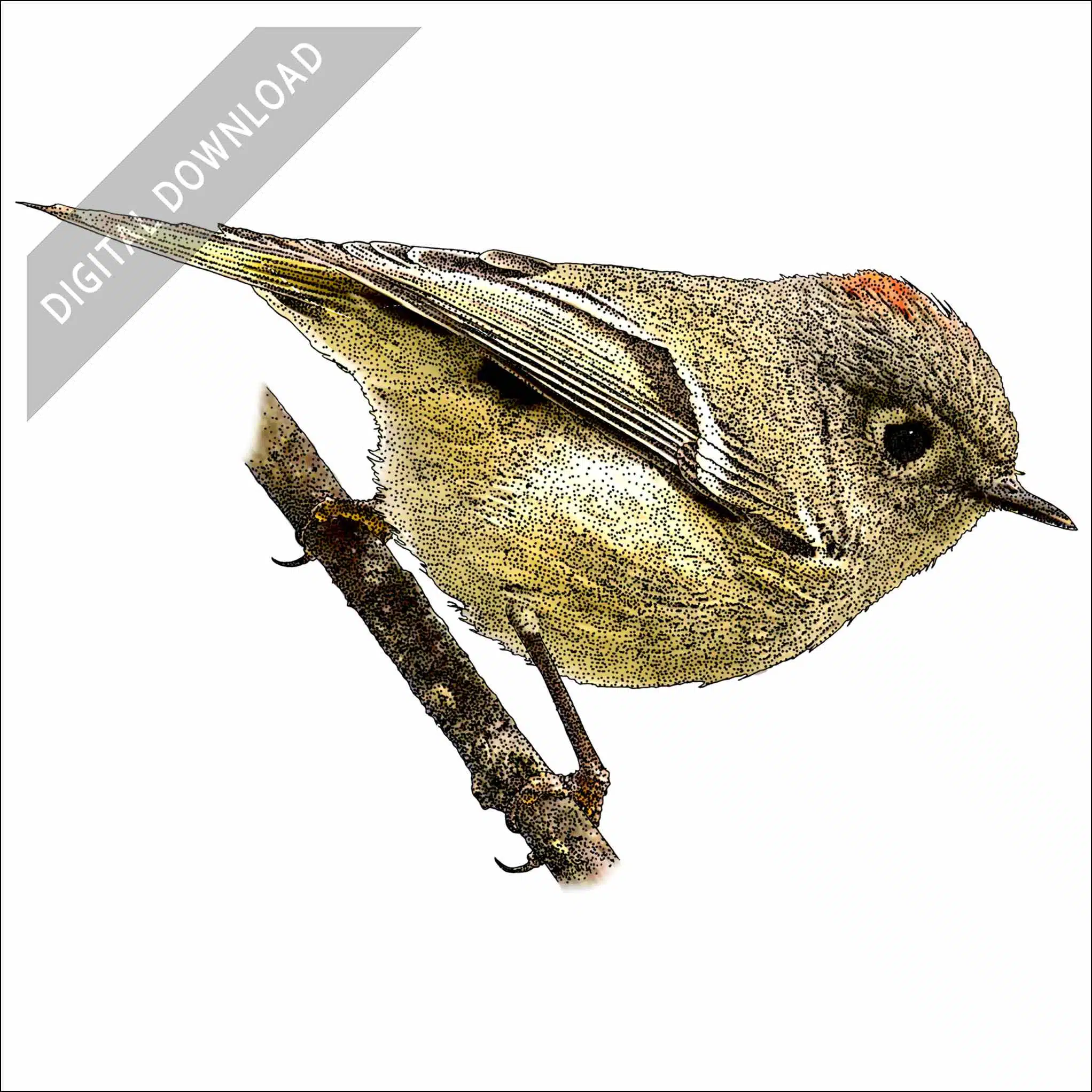 Ruby-Crowned Kinglet Ruby-Crowned Kinglet stock art drawing