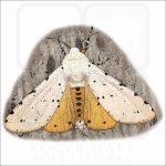 Salt Marsh Moth drawing