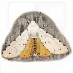 Salt Marsh Moth drawing