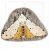 Salt Marsh Moth drawing