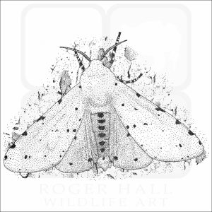 Salt Marsh Moth black and white drawing