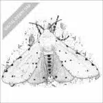 Salt Marsh Moth black and white stock image