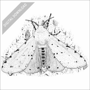 Salt Marsh Moth black and white stock image