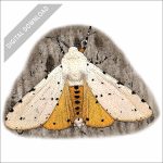 Salt Marsh Moth stock art drawing