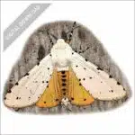 Salt Marsh Moth stock art drawing