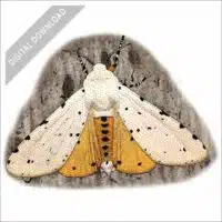 Salt Marsh Moth stock art drawing