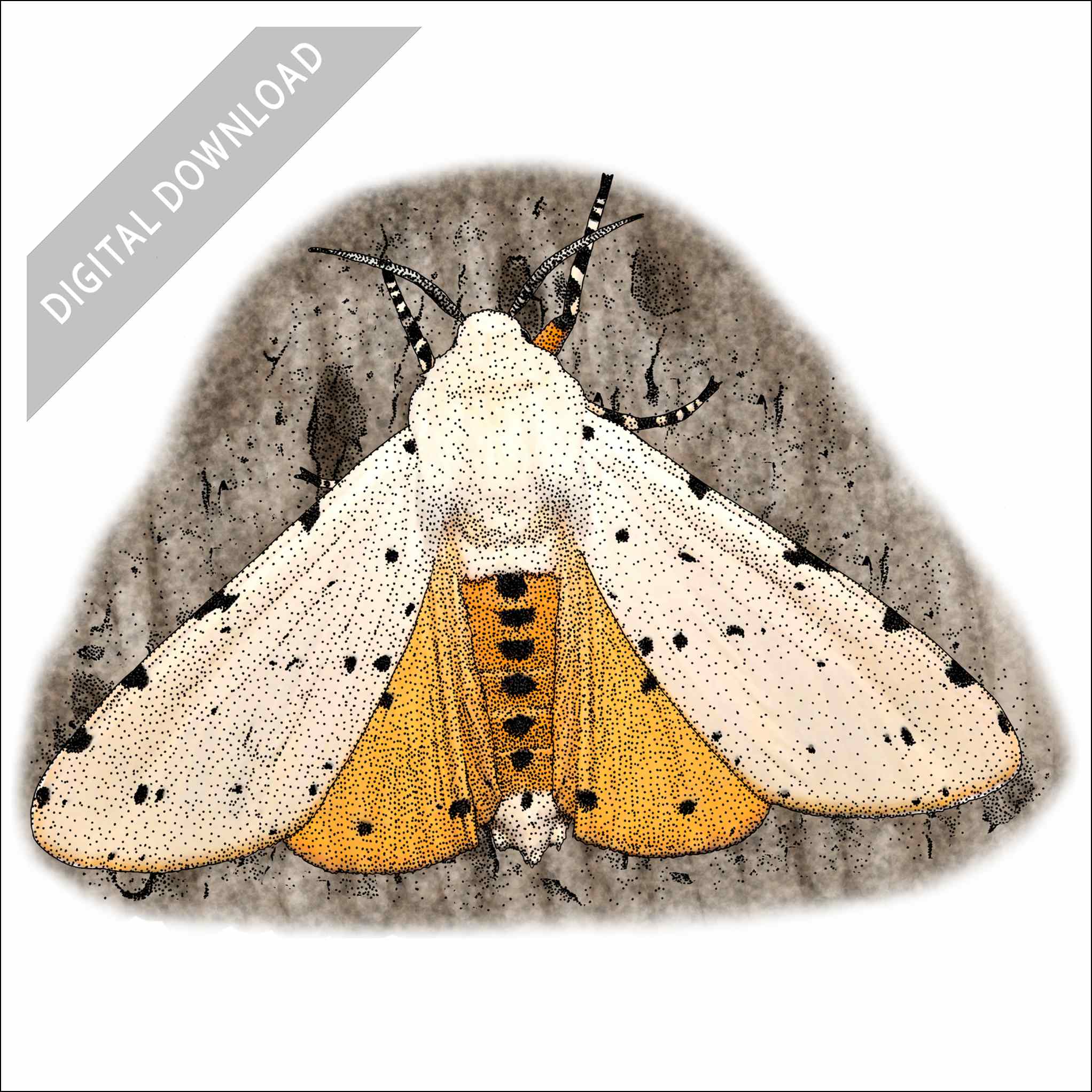 Salt Marsh Moth Salt Marsh Moth stock art drawing