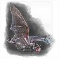 Silver-Haired Bat drawing
