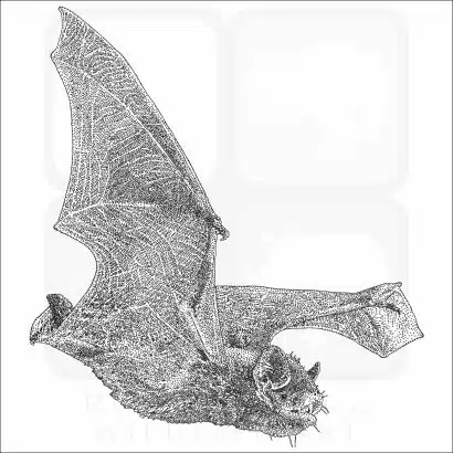 Silver-Haired Bat black and white drawing