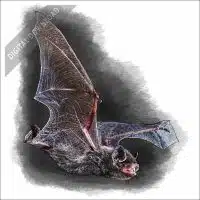 Silver-Haired Bat stock art drawing