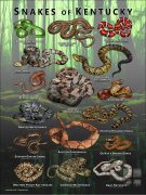 Poster design featuring various species of snake native to Kentucky