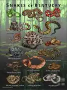 Poster design featuring various species of snake native to Kentucky