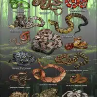 Poster design featuring various species of snake native to Kentucky