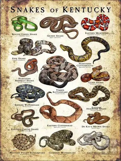 Poster design featuring various species of snake native to Kentucky = Antique Version