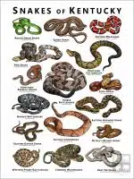 Poster design featuring various species of snake native to Kentucky - White Version