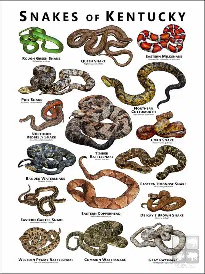 Poster design featuring various species of snake native to Kentucky - White Version