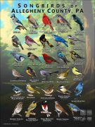 Songbirds of Allegheny County poster print