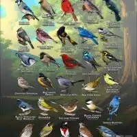 Songbirds of Allegheny County poster print