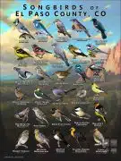 Songbirds of El Paso County, Colorado poster print
