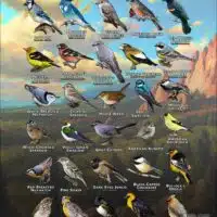 Songbirds of El Paso County, Colorado poster print
