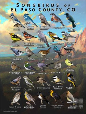 Songbirds of El Paso County, Colorado poster print