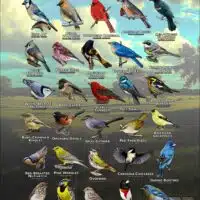 Songbirds of Harris County, Texas poster print