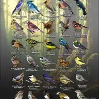 Songbirds of Multnomah County, OR poster print