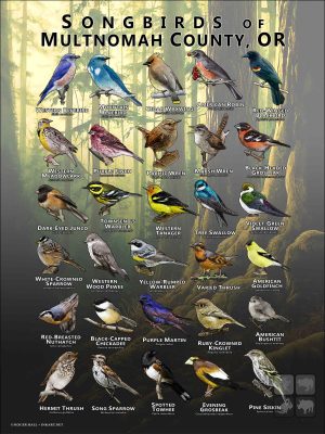 Songbirds of Multnomah County, OR poster print