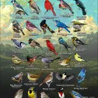 Songbirds of Shelby County, Tennessee poster print