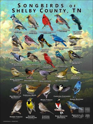 Songbirds of Shelby County, Tennessee poster print