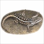 Southern Prairie Lizard drawing