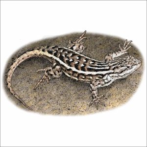 Southern Prairie Lizard drawing