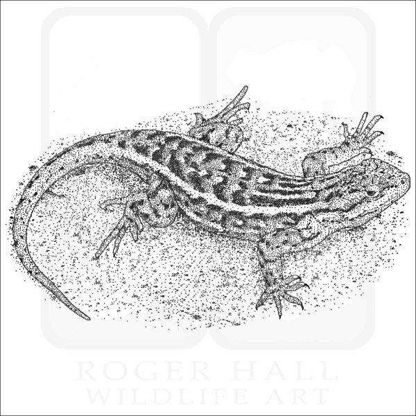 Southern Prairie Lizard black and white drawing