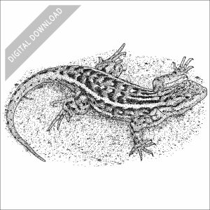Southern Prairie Lizard black and white stock drawing