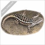 Southern Prairie Lizard stock art drawing