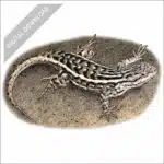 Southern Prairie Lizard stock art drawing