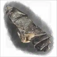 Townsend's Big-Eared Bat drawing