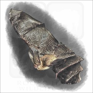 Townsend's Big-Eared Bat drawing