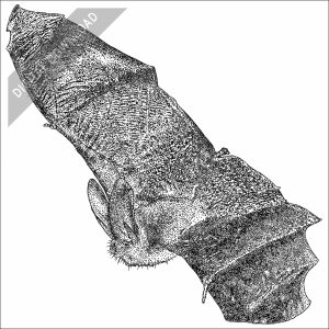 Townsend's Big-Eared Bat black and white stock drawing