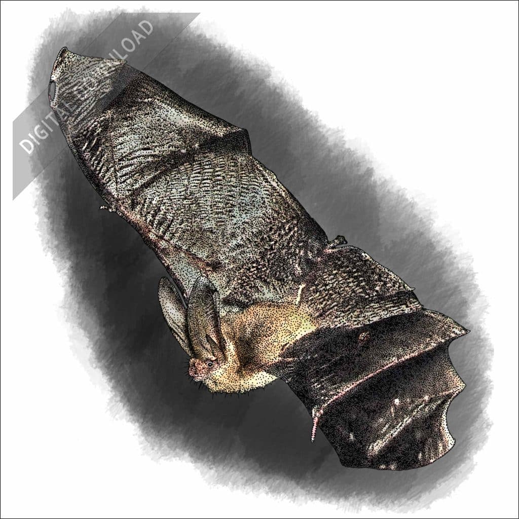 Stock Art Drawing of a Townsend's Big-Eared Bat