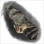Townsend's Big-Eared Bat stock art drawing