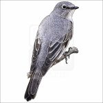 Townsend's Solitaire illustration