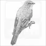 Townsend's Solitaire black and white drawing