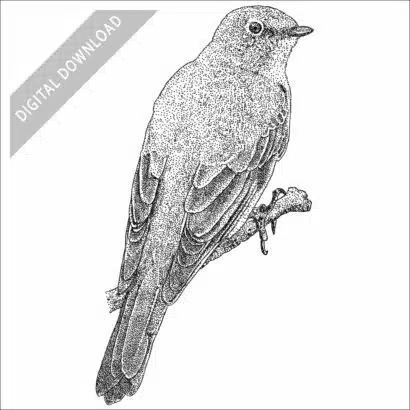 Townsend's Solitaire black and white stock art drawing