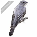 Townsend's Solitaire stock art drawing
