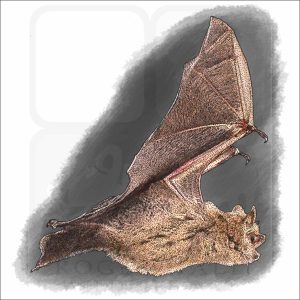 Tri-Colored Bat drawing