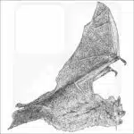 Tri-Colored Bat black and white drawing