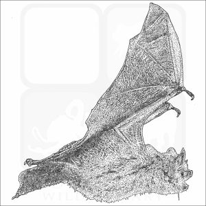 Tri-Colored Bat black and white drawing